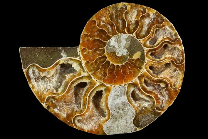 Cut & Polished Ammonite Fossil (Half) - Agate Replaced #146141